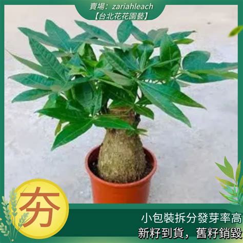 招財樹開花|發財樹種植｜什麼是發財樹？10 個發財樹種植技巧+新 